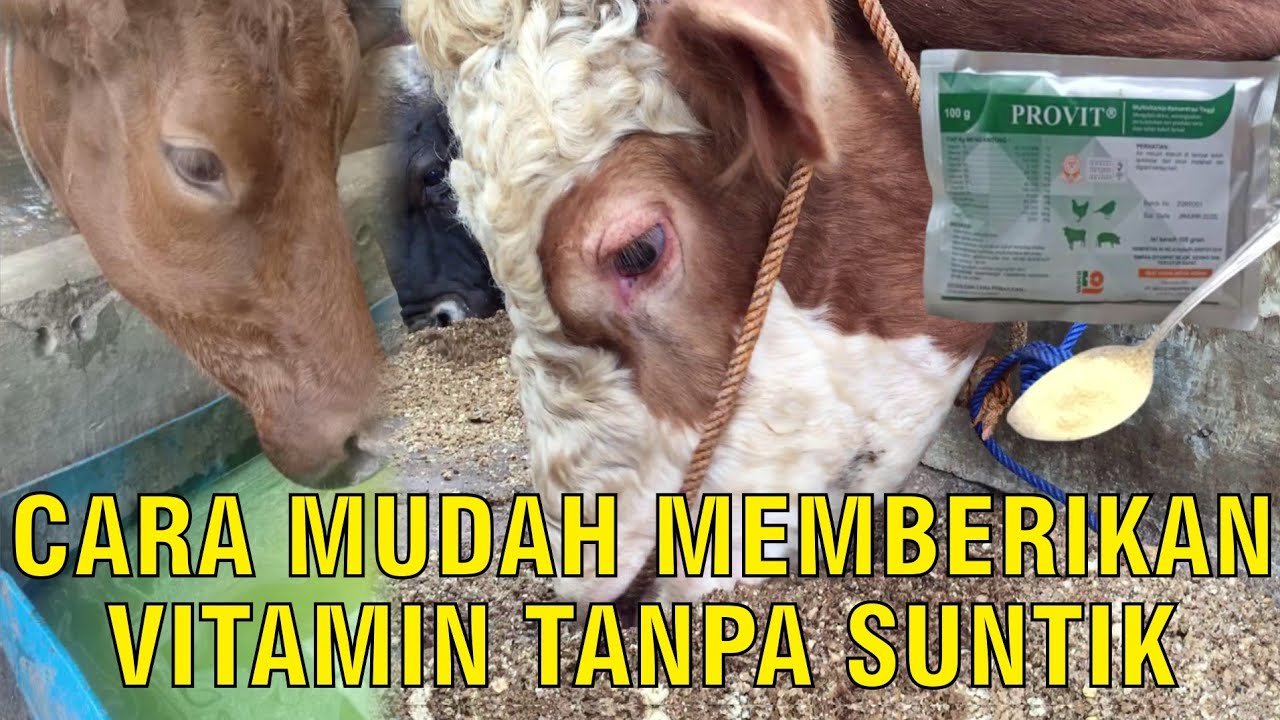 
                                 Vitamin-Sapi-Tanpa-Suntik-Untuk-Pakan-Dan-Minum-Ternak